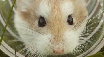 hamster closeup 