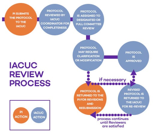 Review process path infographic